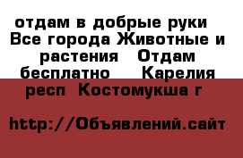 отдам в добрые руки - Все города Животные и растения » Отдам бесплатно   . Карелия респ.,Костомукша г.